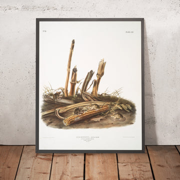 A framed image of 