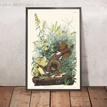 Alouette des prés de John James Audubon, 1827