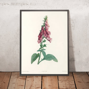 A framed image of Foxglove (Digitalis, Plate 27) by Pierre Joseph Redouté, 1805