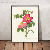 Gallic Rose (Rosa gallica) by Pierre Joseph Redouté, 1817