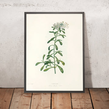 A framed image of Evergreen Candytuft (Iberis sempervirens, Plate 11) by Pierre Joseph Redouté, 1805
