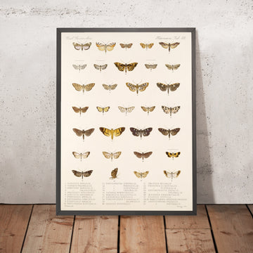 A framed image of 