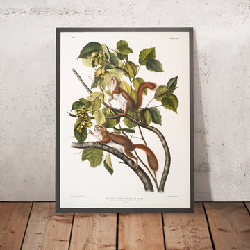 A framed image of 