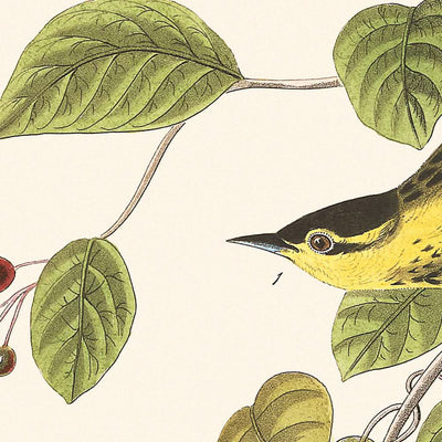 Kohlensäurewaldsänger von John James Audubon, 1827