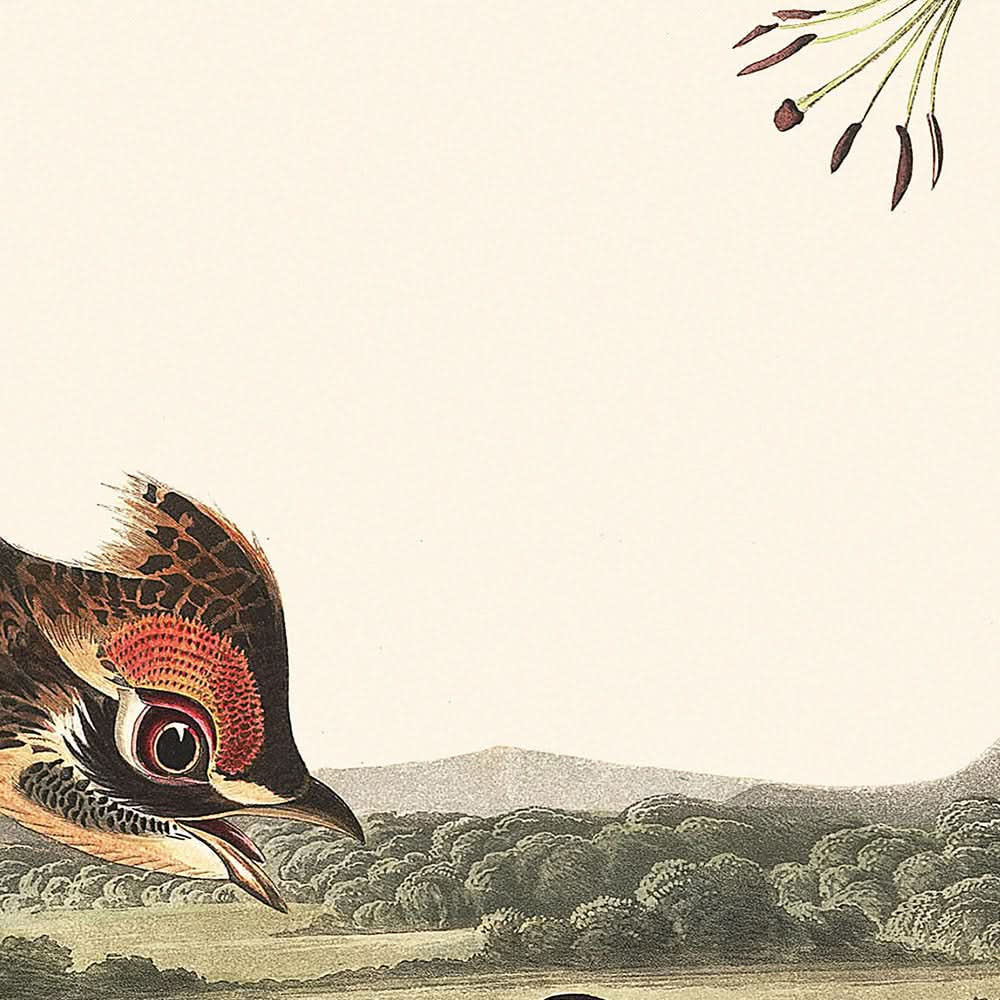 Tétras à bec court par John James Audubon, 1827