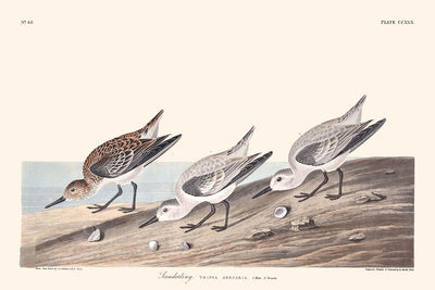 Sanderling by John James Audubon 1827