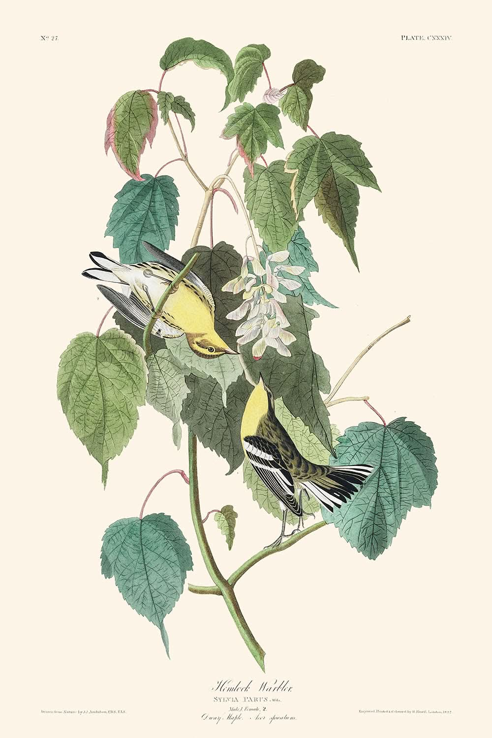 La Fauvette des pruches par John James Audubon, 1827