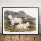 Rocky Mountain Goat (Oreamnos americanus) by John Woodhouse Audubon, 1845