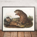 Groundhog (Marmota monax) by John Woodhouse Audubon, 1845