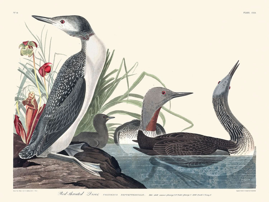 Uccello dal collo rosso di John James Audubon, 1827 