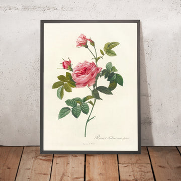A framed image of Rosa inermis by Pierre Joseph Redouté, 1817