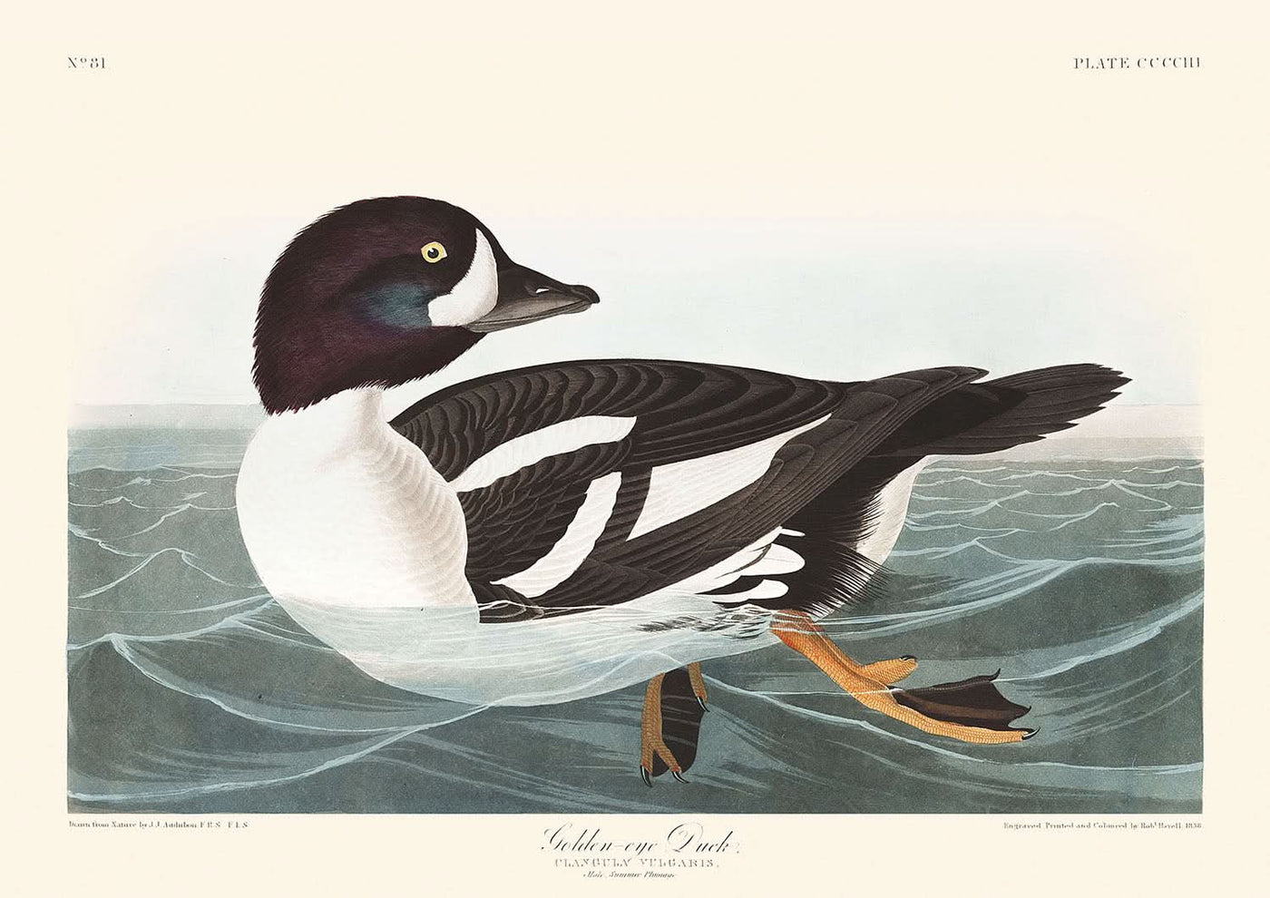 Canard aux yeux d'or (planche 403) par John James Audubon, 1827