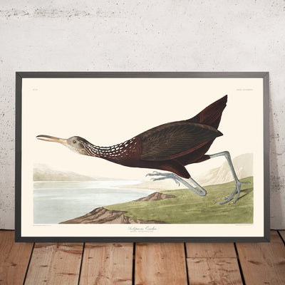 A framed image of Scolopaceus Courlan by John James Audubon 1827