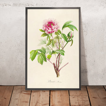 A framed image of Paeonia montana (Plate 1) by Pierre Joseph Redouté, 1813
