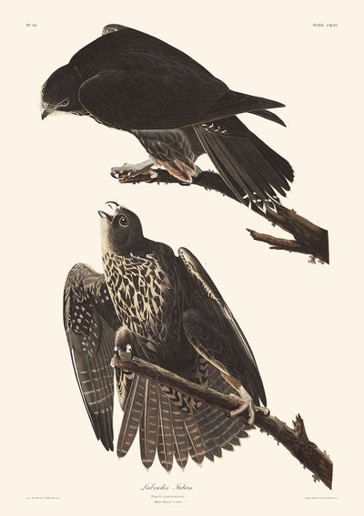 Labrador Falcon by John James Audubon, 1827