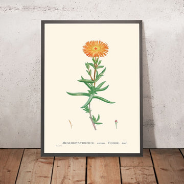 Goldene Feige-Tagetes von Pierre-Joseph Redouté, 1802 