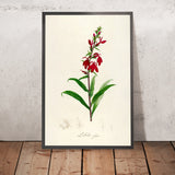 Lobelia fulgens (Plate 7) by Pierre Joseph Redouté, 1813
