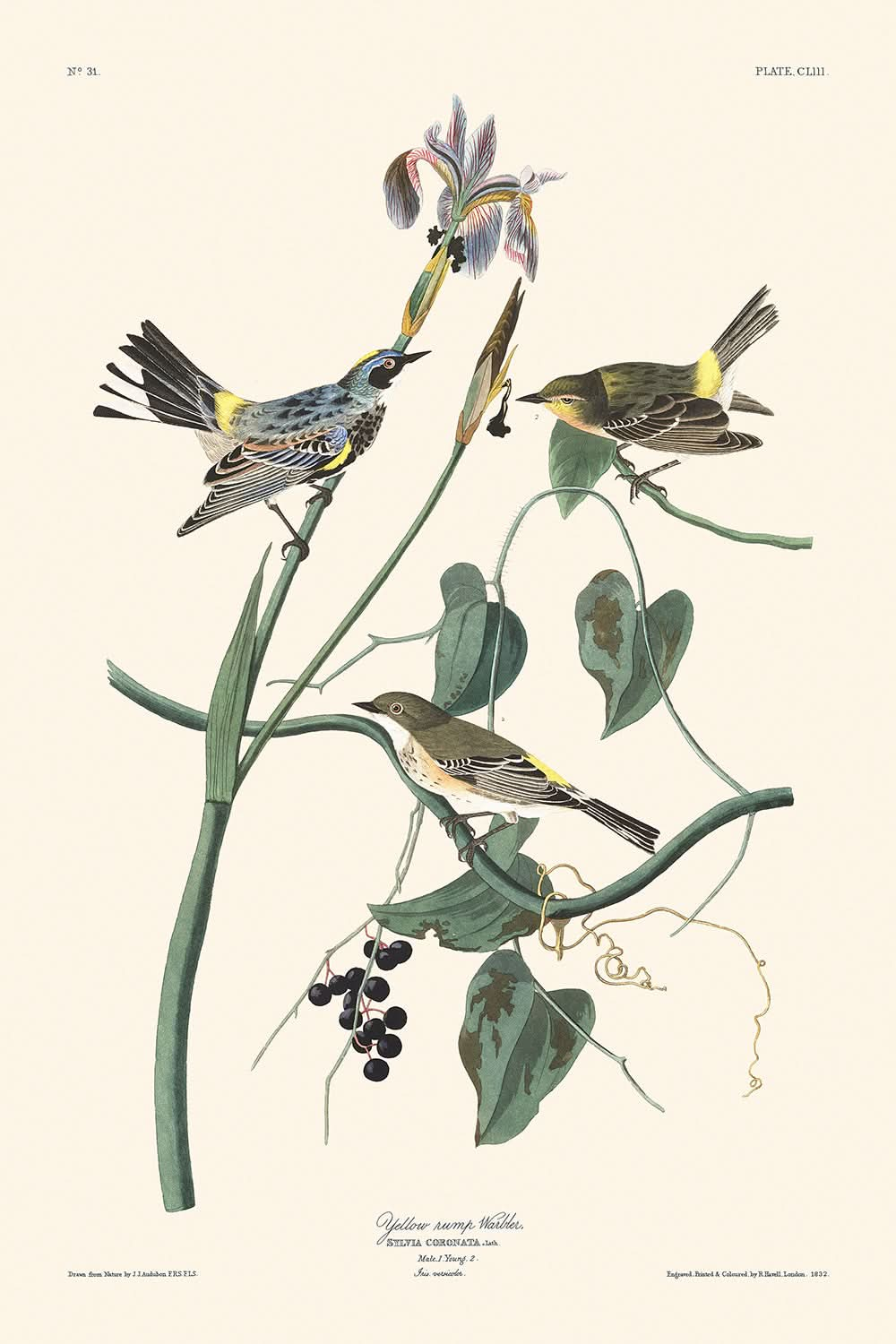 Paruline à couronne jaune par John James Audubon, 1827