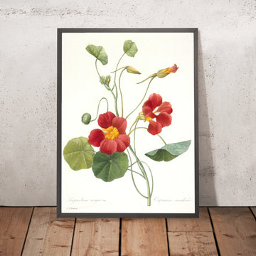 A framed image of Garden Nasturtium (Tropaeolum majus) by Pierre Joseph Redouté, 1827