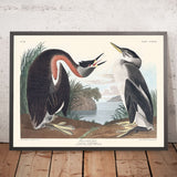Rothals-Taucher von John James Audubon, 1827 