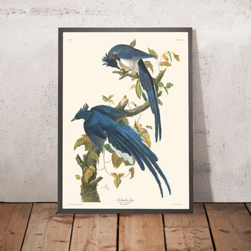 Columbia Jay di John James Audubon, 1827 