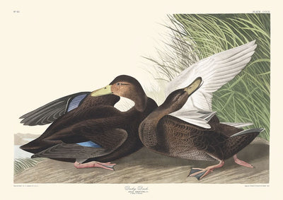 Pato oscuro, de John James Audubon, 1827