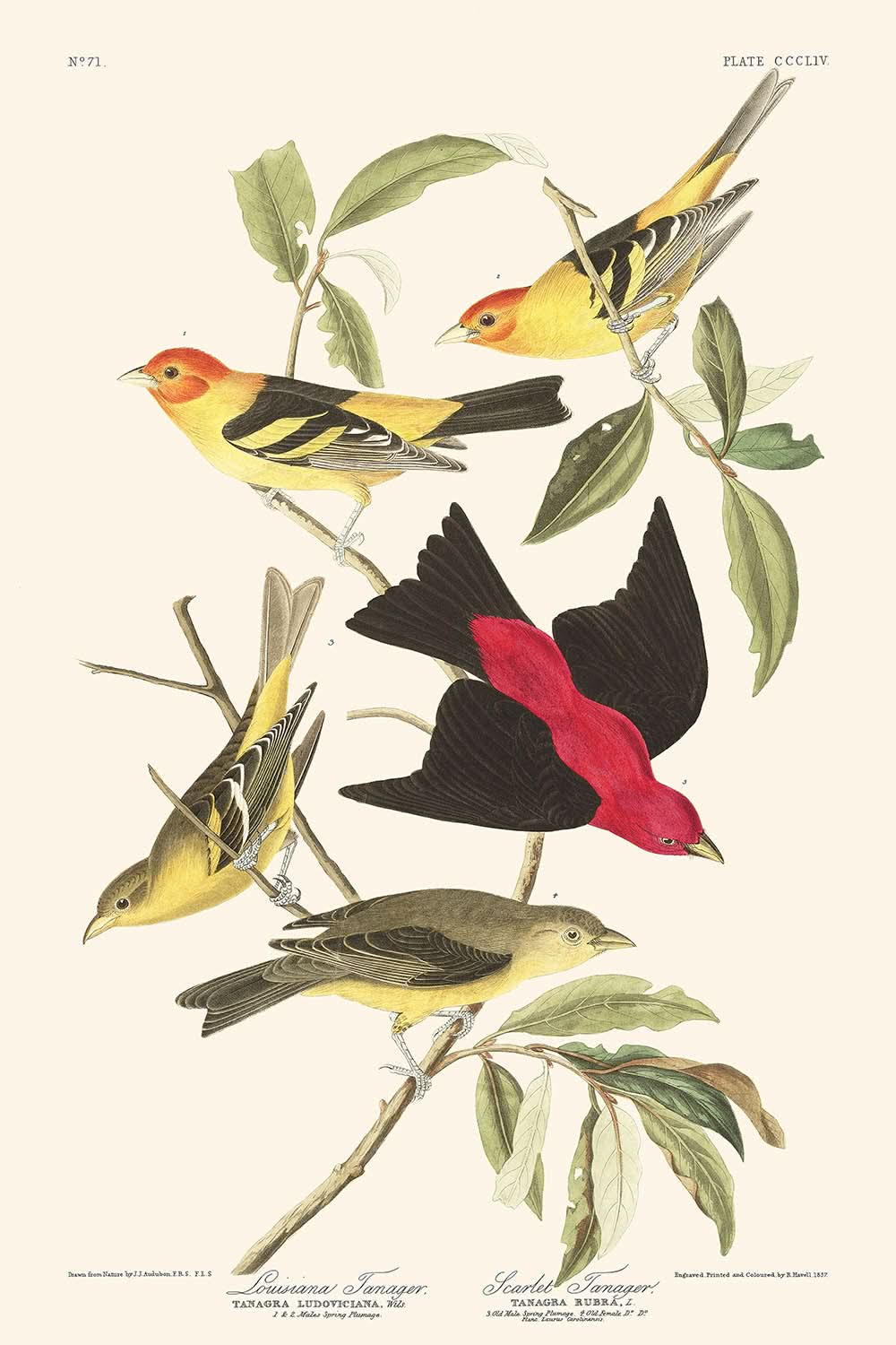 Louisiana Tanager and Scarlet Tanager by John James Audubon, 1827