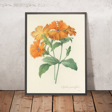 A framed image of Lychnis grandiflora (Plate 44) by Pierre Joseph Redouté, 1827