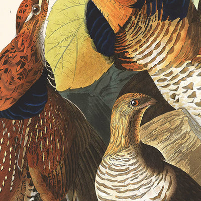 Ruffed Grouse by John James Audubon, 1827