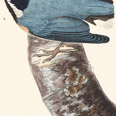 Sittelle à poitrine rousse par John James Audubon, 1827