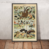 Vögel (1) von Adolphe Millot, 1890 - Geflügel, Flamingo, Meeresvögel, flugunfähige Vögel 