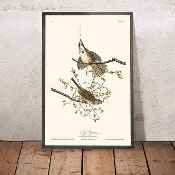 Un’immagine incorniciata di Song Sparrow di John James Audubon, 1827