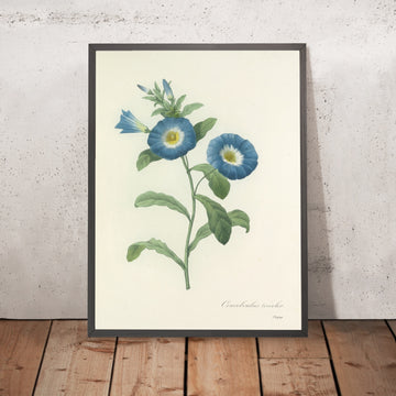 A framed image of Dwarf Morning Glory (Convolvulus tricolor, Plate 43) by Pierre Joseph Redouté, 1827
