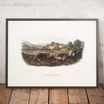 A framed image of 