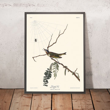 Rotäugiger Vireo von John James Audubon 1827 