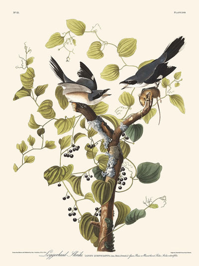 Alcaudón real, de John James Audubon, 1827