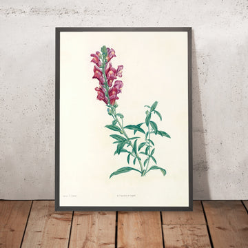 A framed image of Snapdragon (Antirrhinum, Plate 24) by Pierre Joseph Redouté, 1805