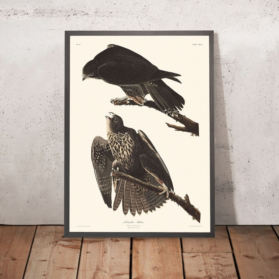 Falco Labrador di John James Audubon, 1827 