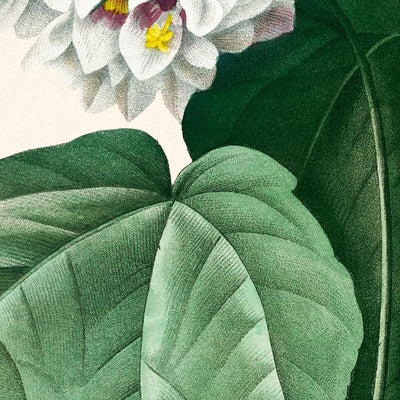 Dombeya Amélia par Pierre-Joseph Redouté, 1802