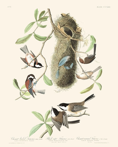 Carbonero de lomo castaño Carbonero de cabeza negra y Carbonero de corona castaña por John James Audubon 1827