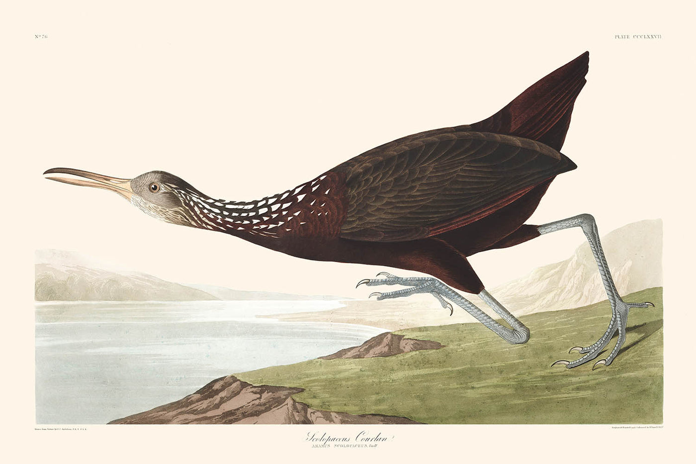 Scolopaceus Courlan by John James Audubon 1827