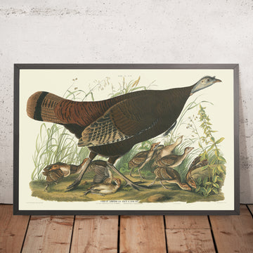 Grande Poule Américaine de &