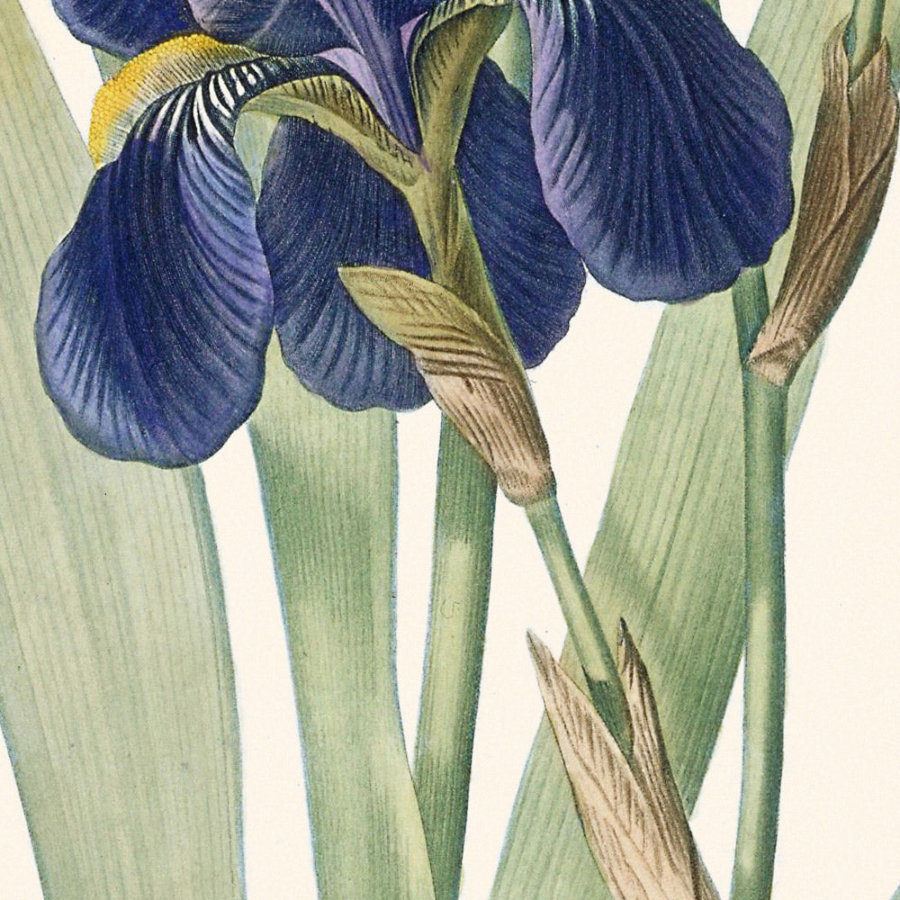 Iris Germanica Botanical Illustration by Pierre-Joseph Redouté, 1827