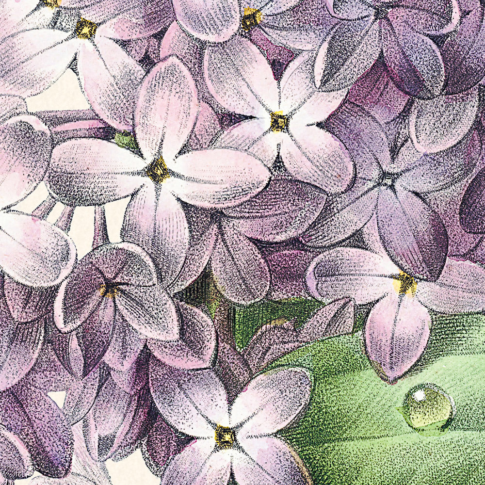 Lilac Botanical Illustration by Pierre-Joseph Redouté, 1827