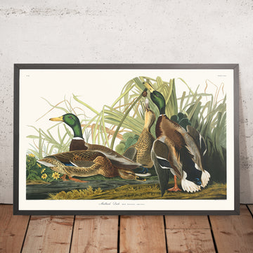 Anatre Mandarino da &