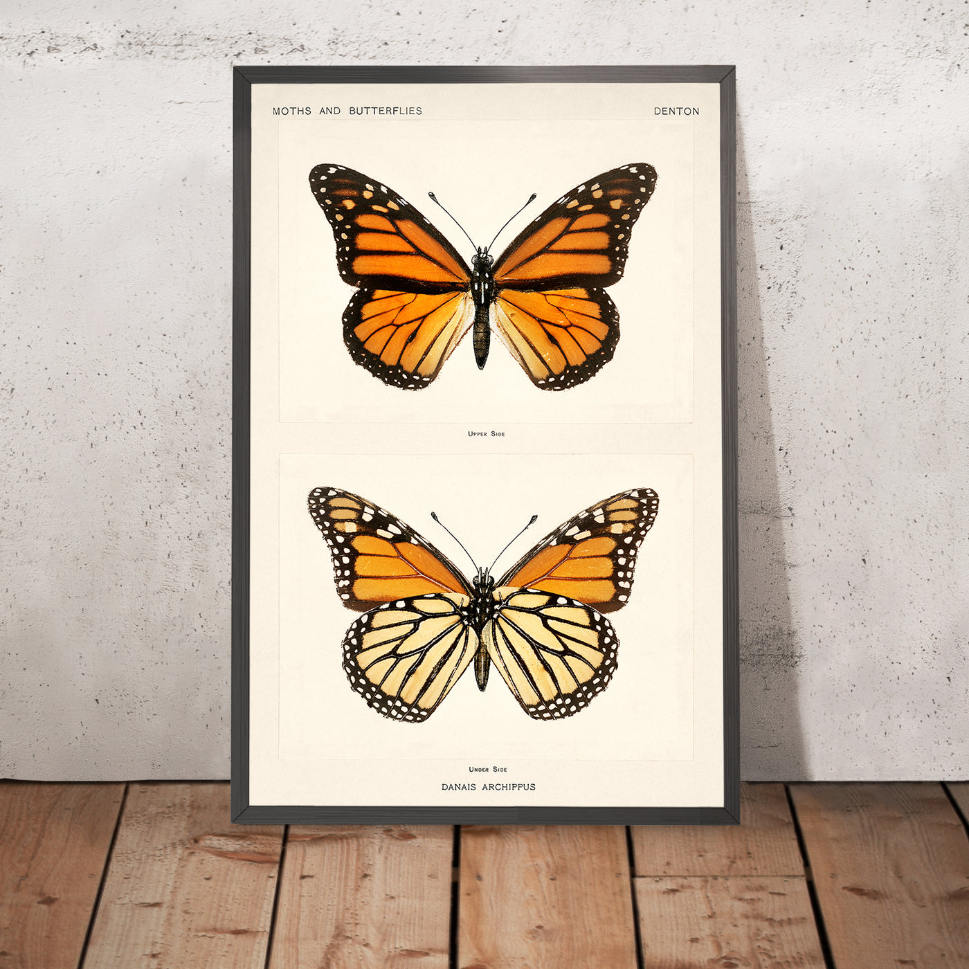 Monarch Butterfly (Danais Archippus) Illustration by Sherman Denton, 1900
