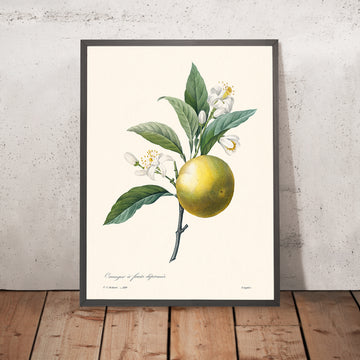 Illustration botanique d&