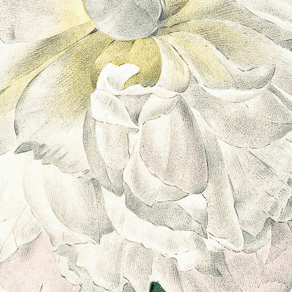 Peony Botanical Illustration by Pierre-Joseph Redouté, 1827