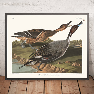 Anatra dalla coda a punta (Pintail) da &