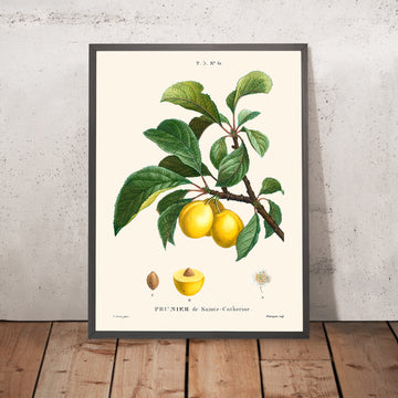Illustrazione botanica di prugna di Pierre-Joseph Redouté, 1827 